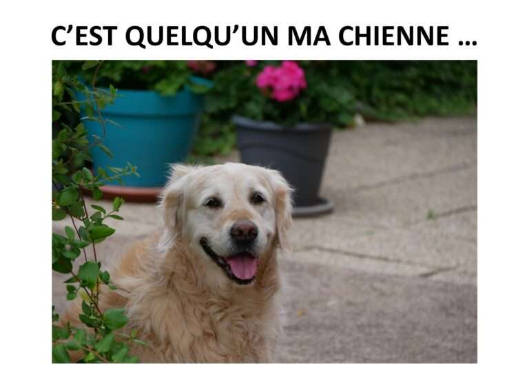 chienne,deuil