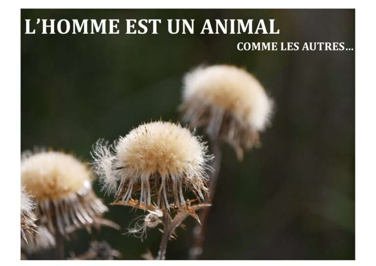 animal,homme