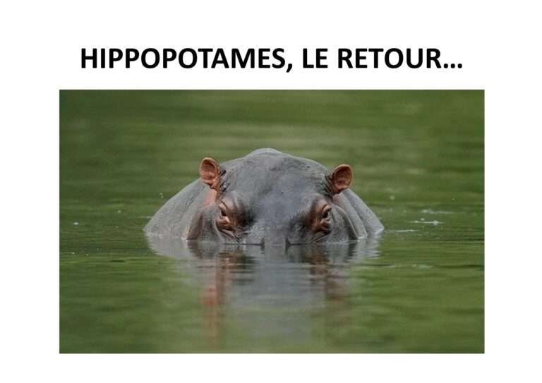 hippopotames