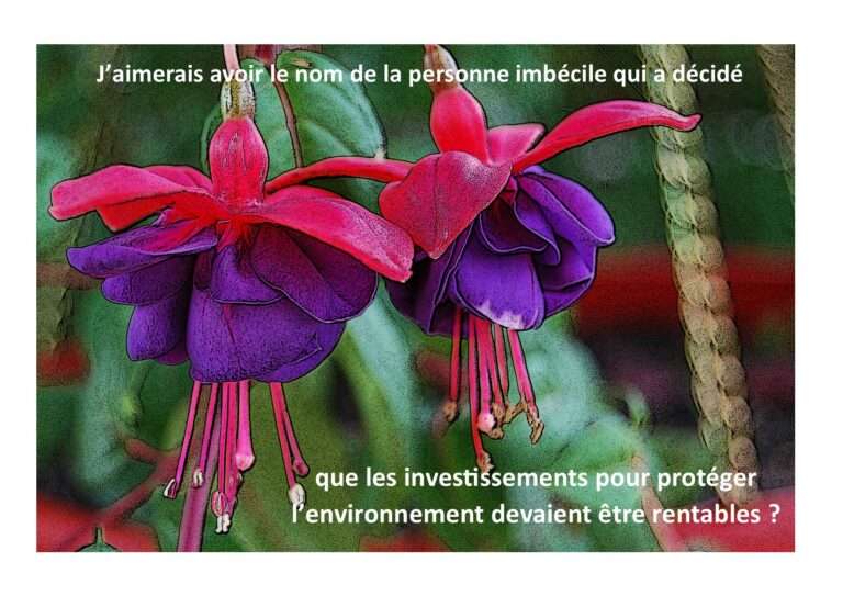 Fleur de fuchsia avec commentaires sur la bêtise de vouloir rendre rentable les investissements en écologie...