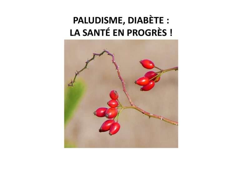 Baies d'églantier