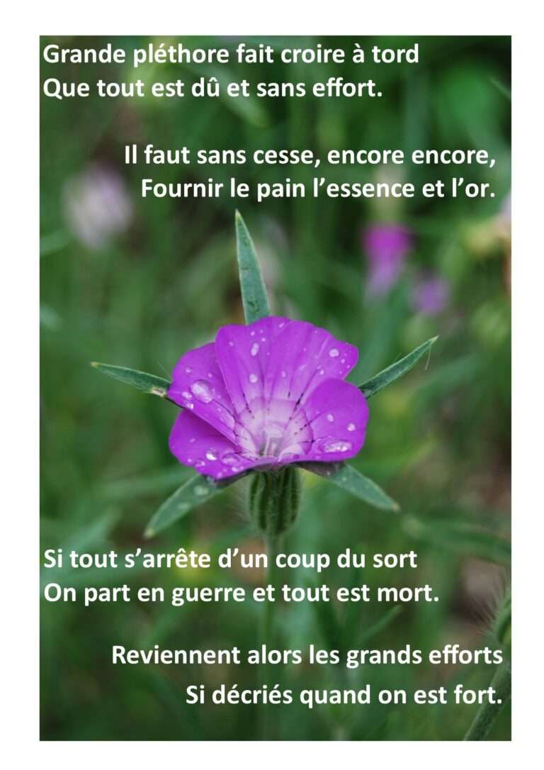 fleur de nigelle des près