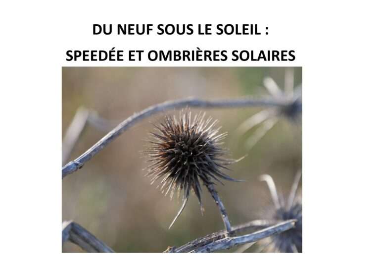 Graine en hiver