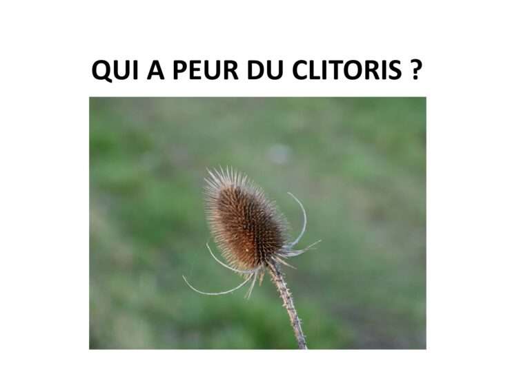 graine de cabaret des oiseaux