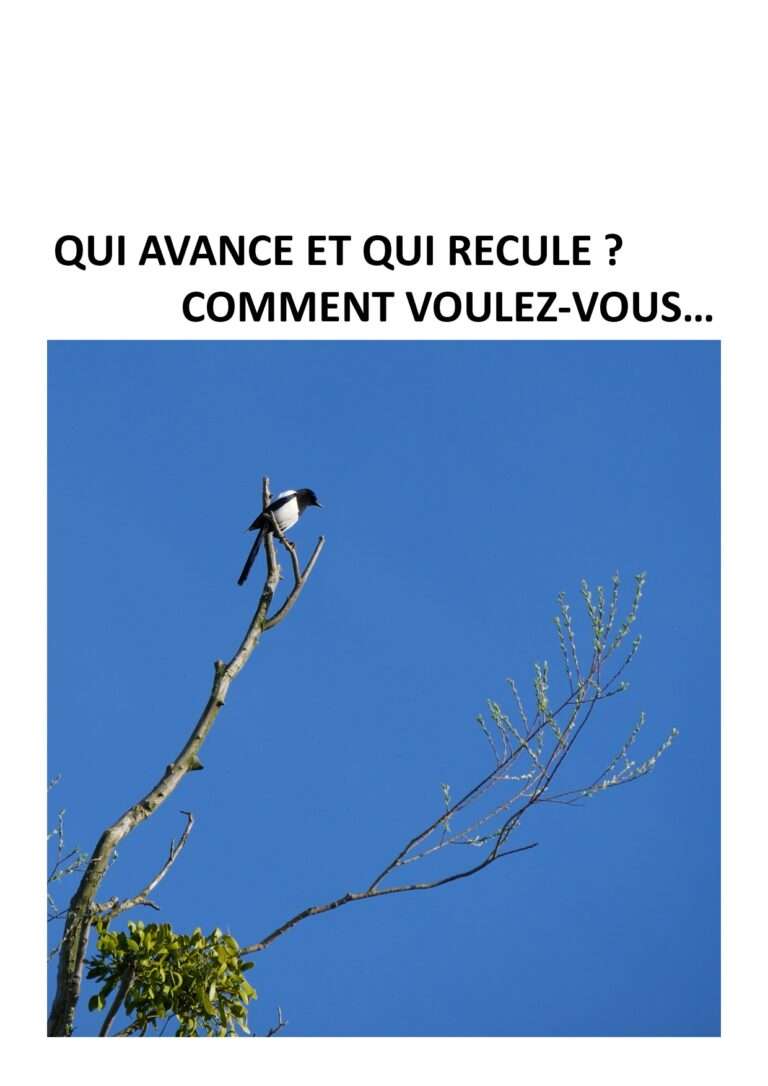 une pie au sommet d'un arbre