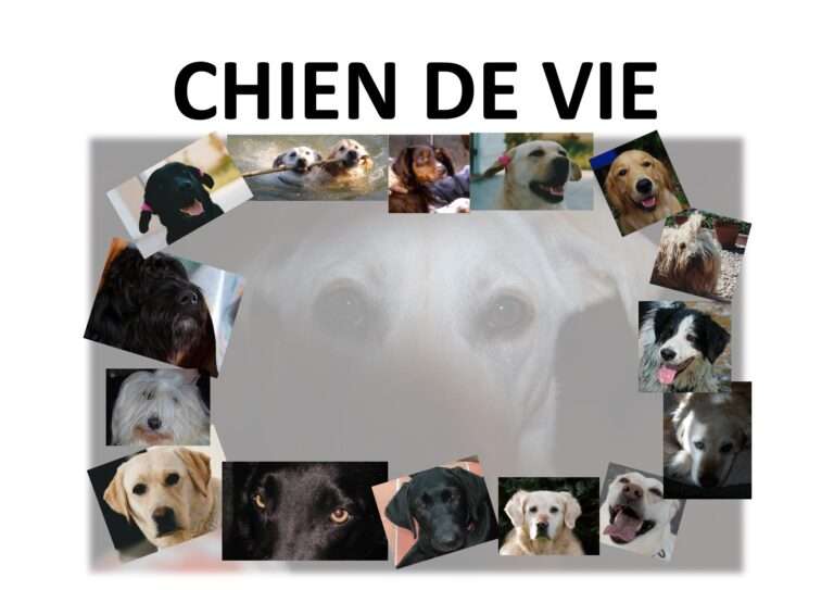 240512 Chien de vie