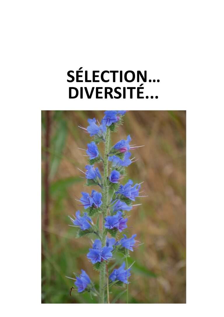 240624 sélection et diversité