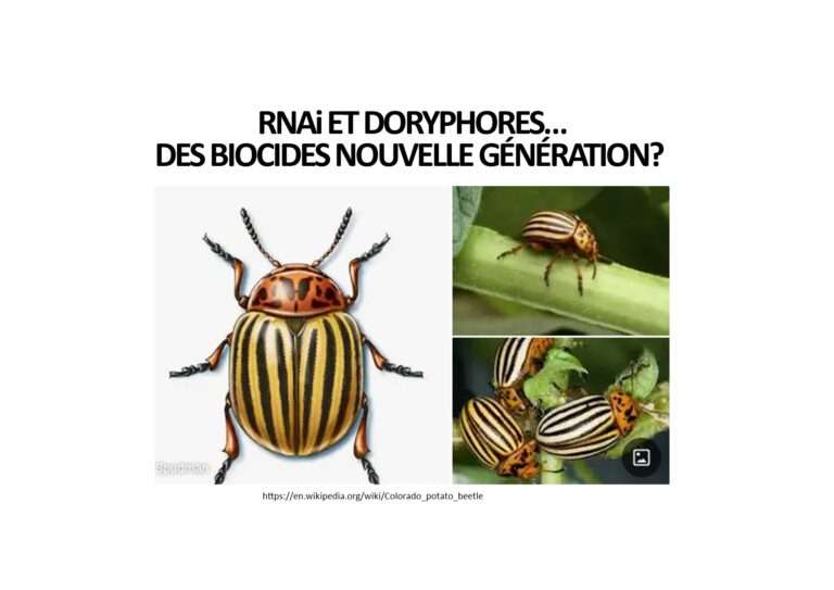 240706 rnai et doryphores biocides nouvelle génération