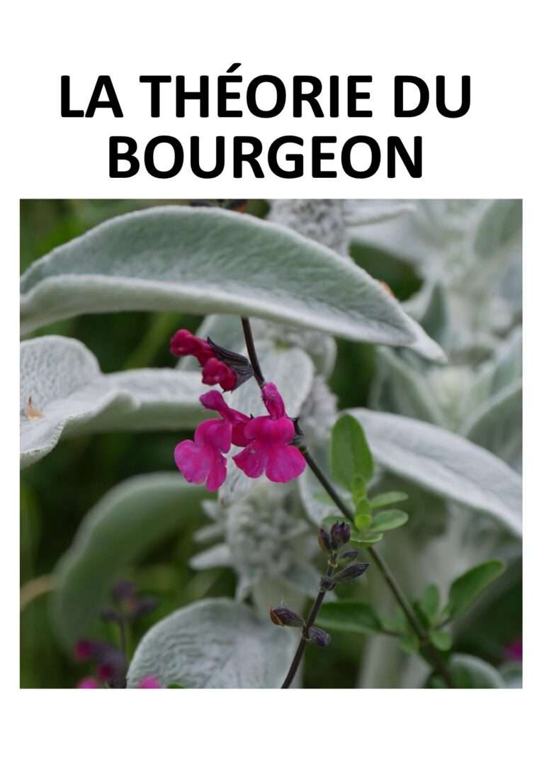 240712 la théorie du bourgeon