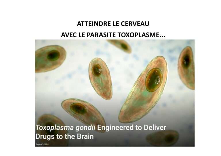 240808 atteindre le cerveau avec le parasite toxoplasme