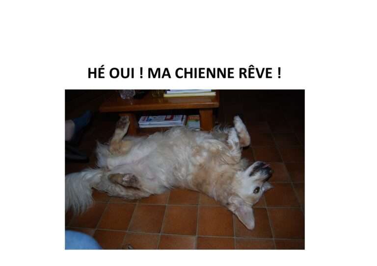 240813 hé oui ma chienne rêve