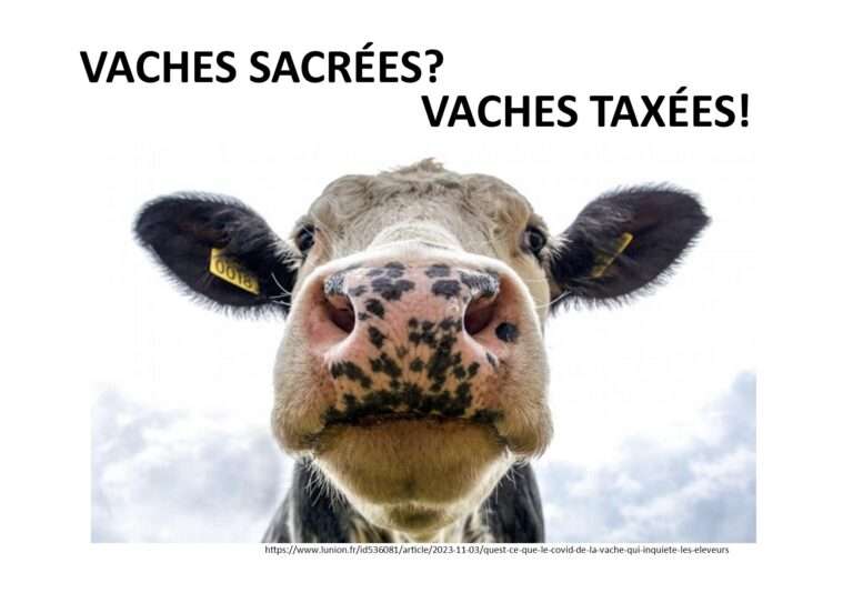 240815 vaches sacrées vaches taxées