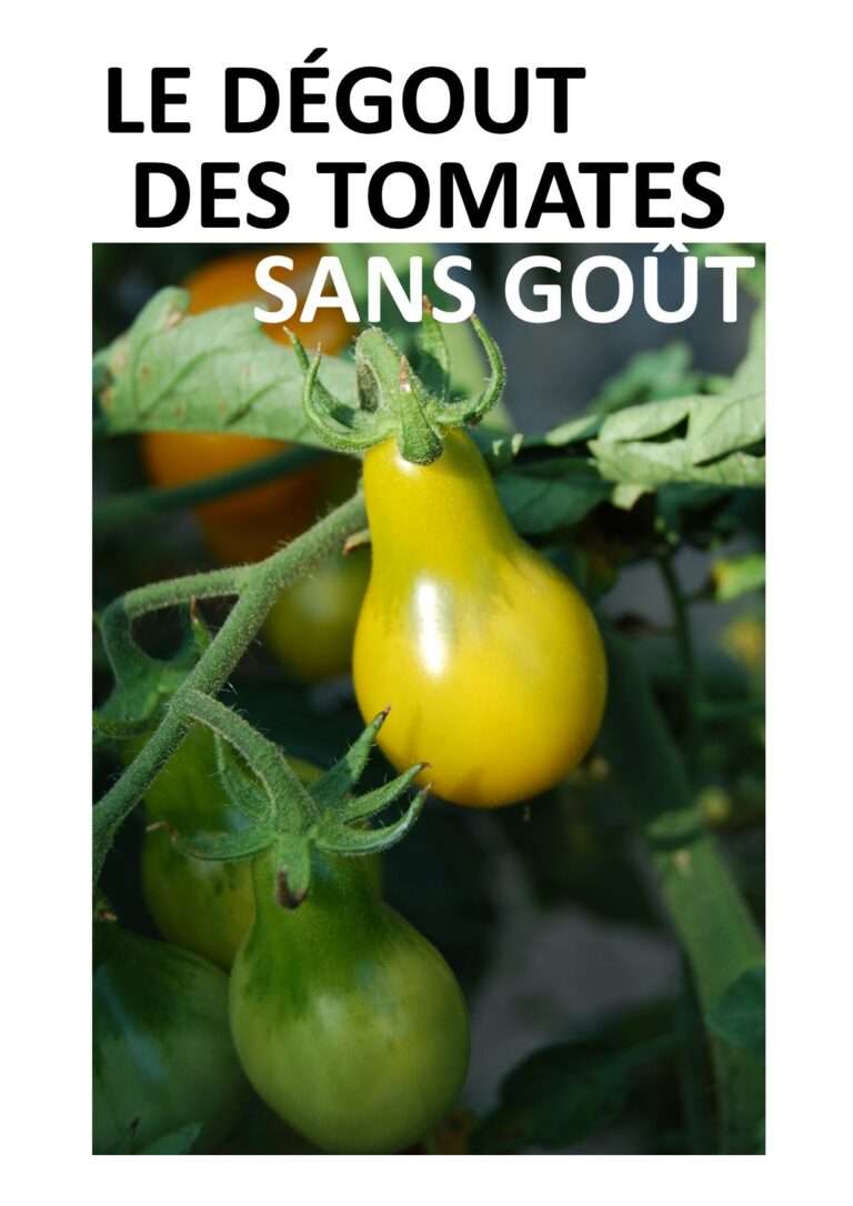 240817 le dégout des tomates sans goût