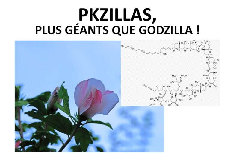 240821 pkzillas, plus géants que godzilla