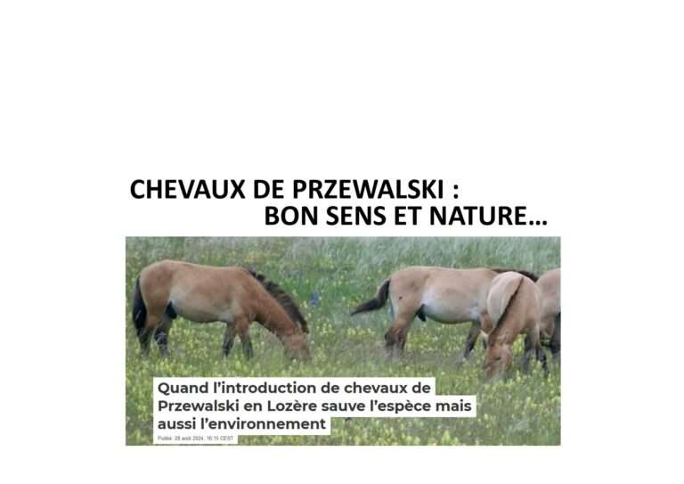 240906 chevaux de przewalski bon sens et nature