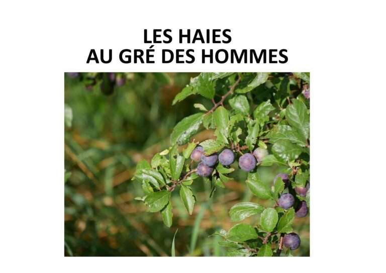240916 les haies au gre des hommes