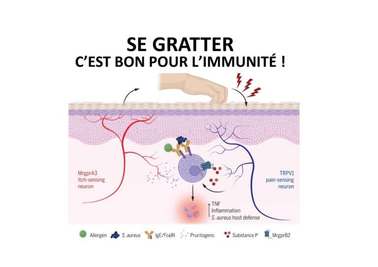 250201 se gratter c’est bon pour l’immunité