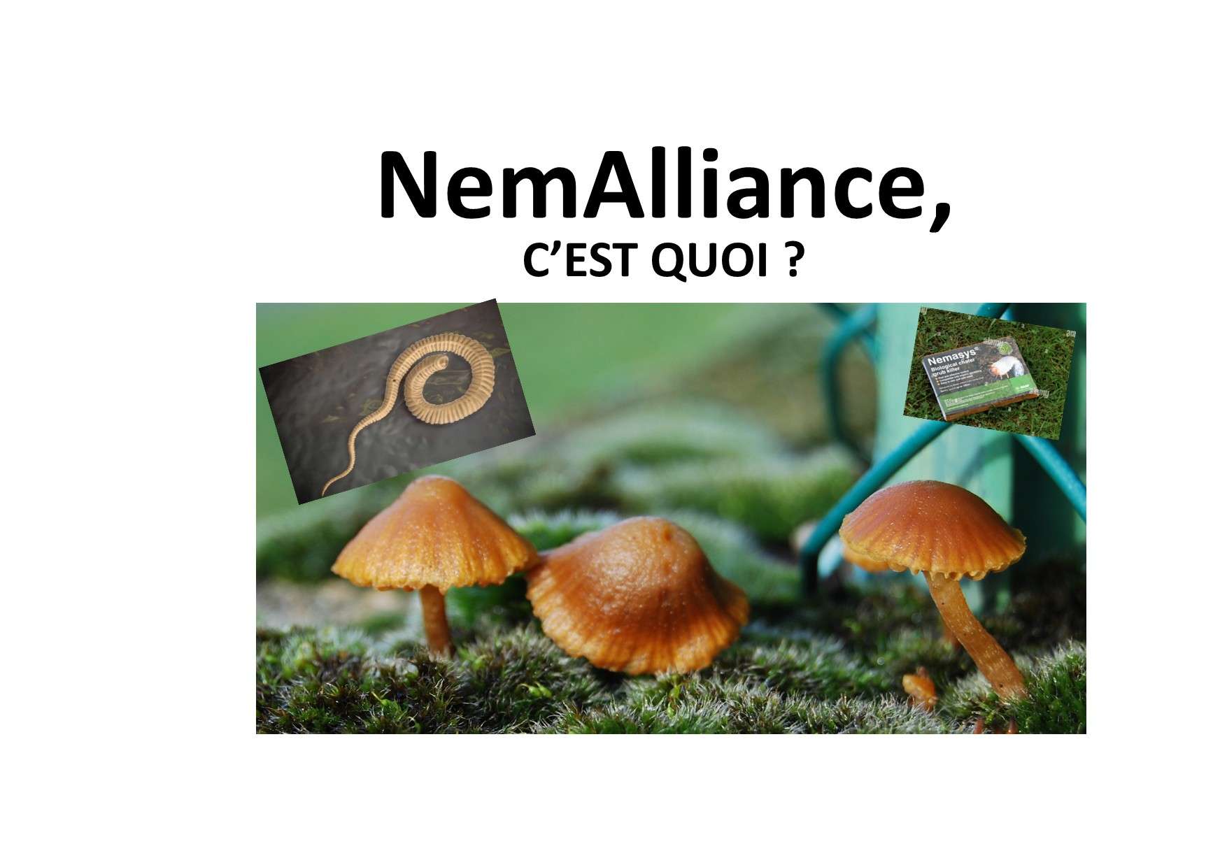 250204 nemalliance c’est quoi