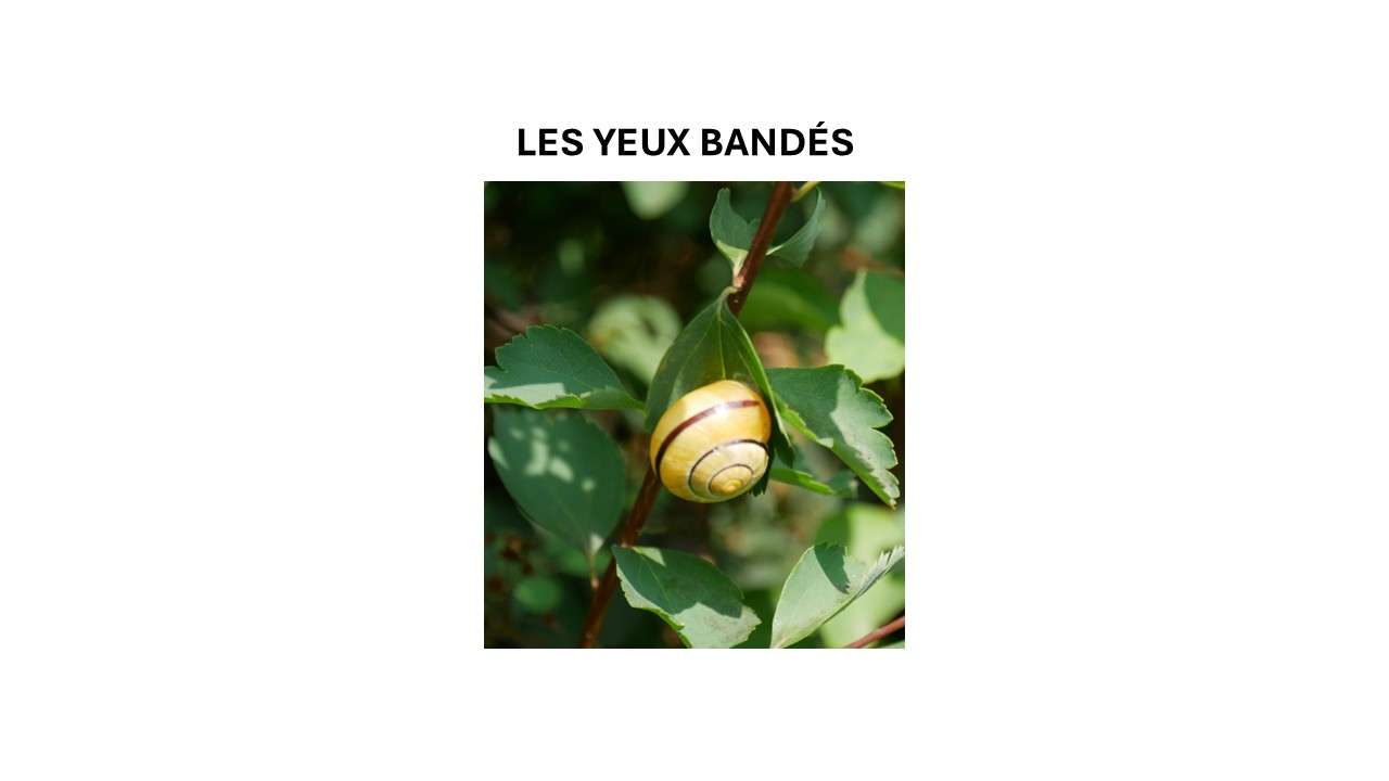 250610 les yeux bandés